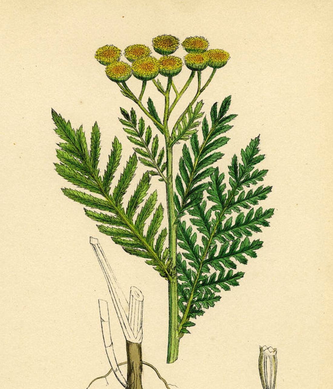 Tansy